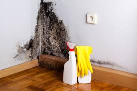  Raytown, MO Mold Removal Services Pros